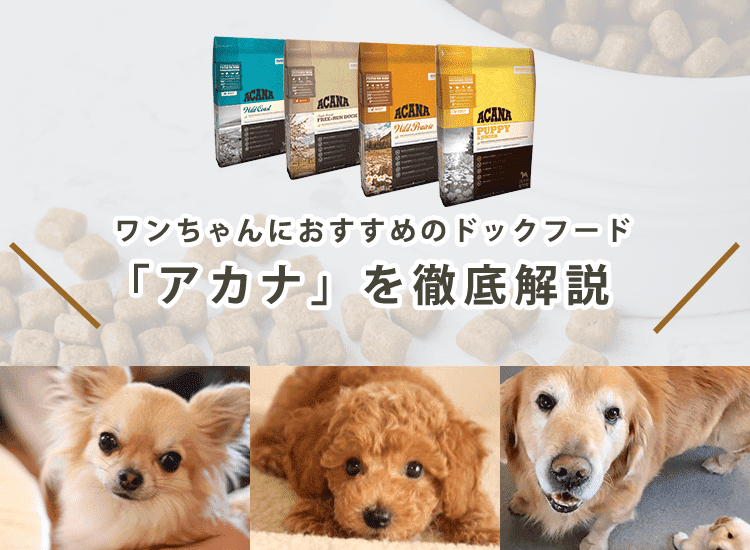 【アカナはおすすめ？】ドッグフードの成分・原料、値段を徹底解説