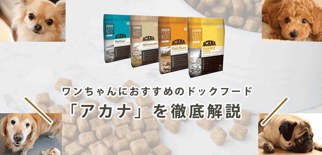 【アカナはおすすめ？】ドッグフードの成分・原料、値段を徹底解説